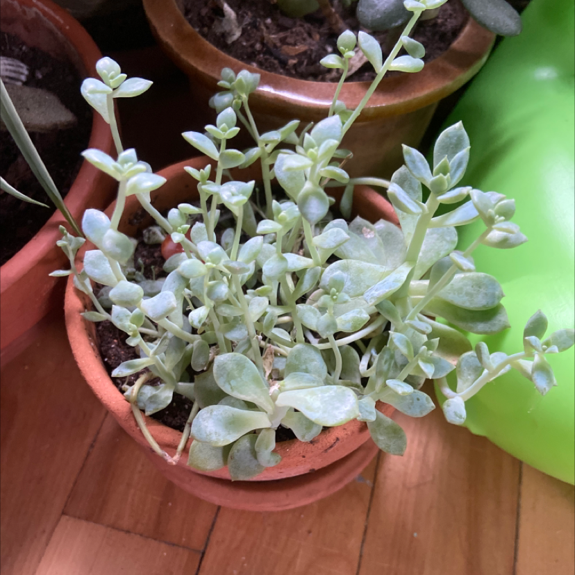 Potted Echeveria Runyonii succulent with multiple stems and fleshy leaves.