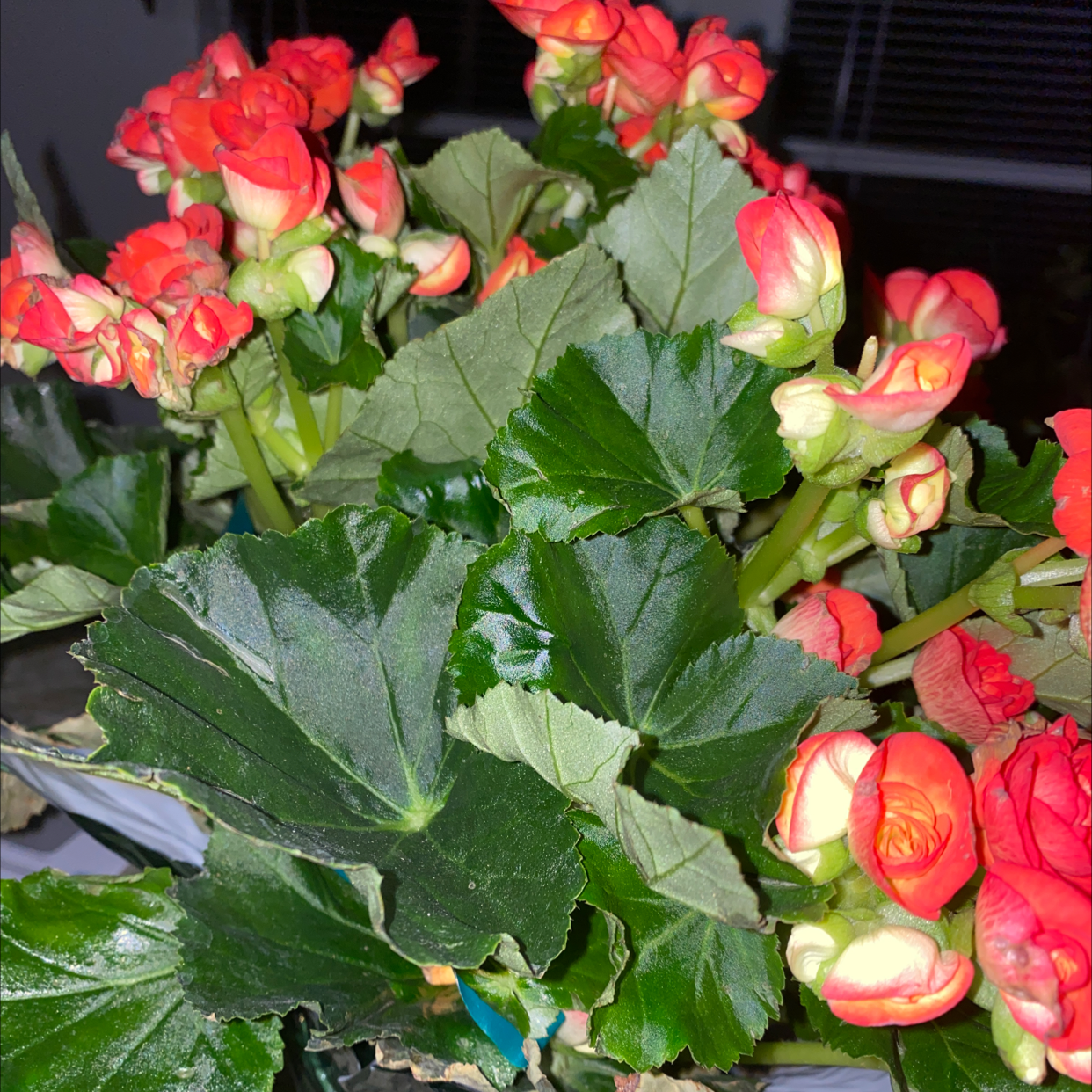 Tuberous Begonia with vibrant red flowers and healthy green leaves.