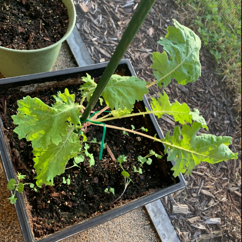 Healthy wild cabbage seedling with large green lobed leaves growing in a plastic tray filled with soil, no signs of disease or damage.