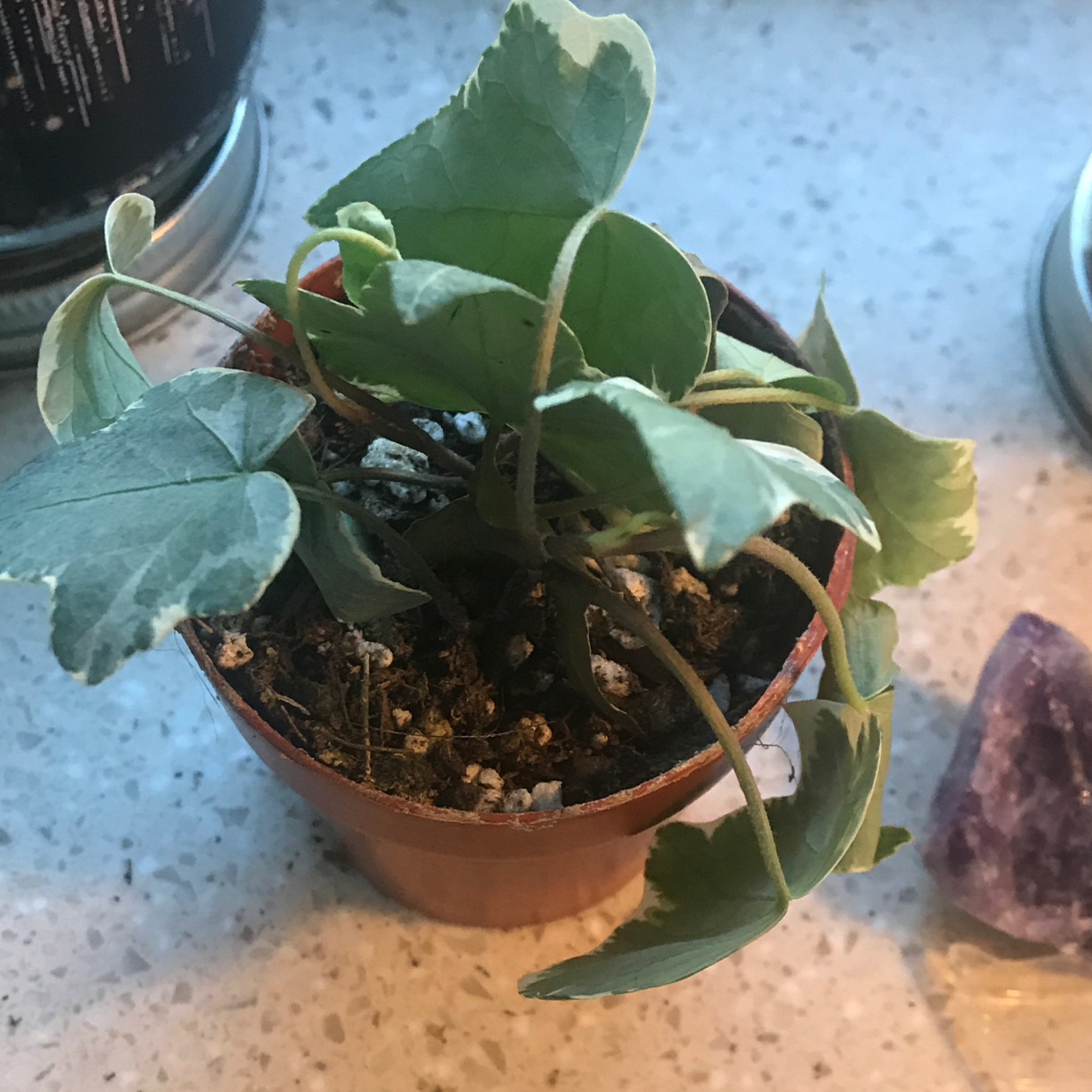 Healthy English Ivy plant with vibrant green leaves growing in a small terracotta pot, no signs of disease or discoloration.