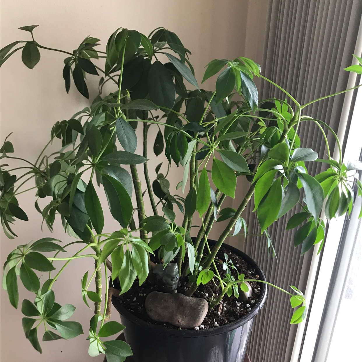 Healthy Dwarf Umbrella Tree houseplant with glossy green umbrella-shaped leaves growing in a black plastic nursery pot.