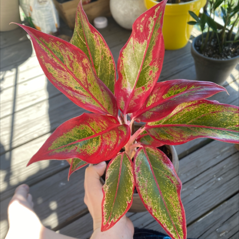 Herbst's Bloodleaf plant with vibrant red and green variegated leaves, held by a human hand to showcase its striking foliage.