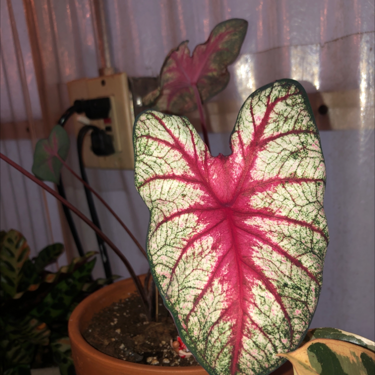 Vibrant pink and green variegated foliage of a healthy Caladium 'Heart of Jesus' plant in a pot indoors.