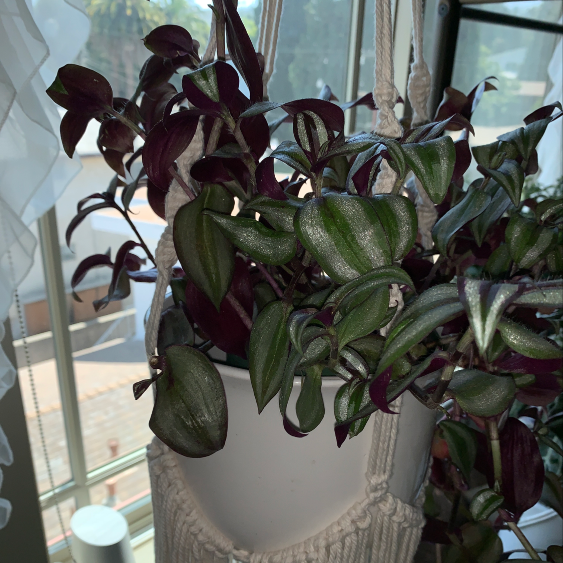 Photo of the plant species Annual Bastardcabbage by Andrea named Khaleesi on Greg, the plant care app