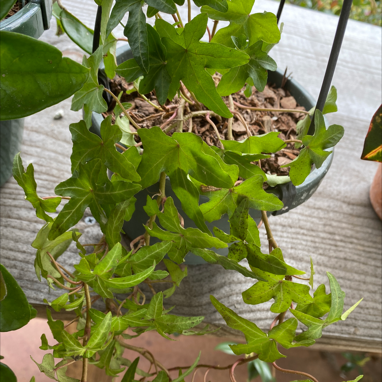 A healthy, lush English Ivy plant in a gray ceramic pot, with a hand lifting one of the trailing vines to showcase the foliage.