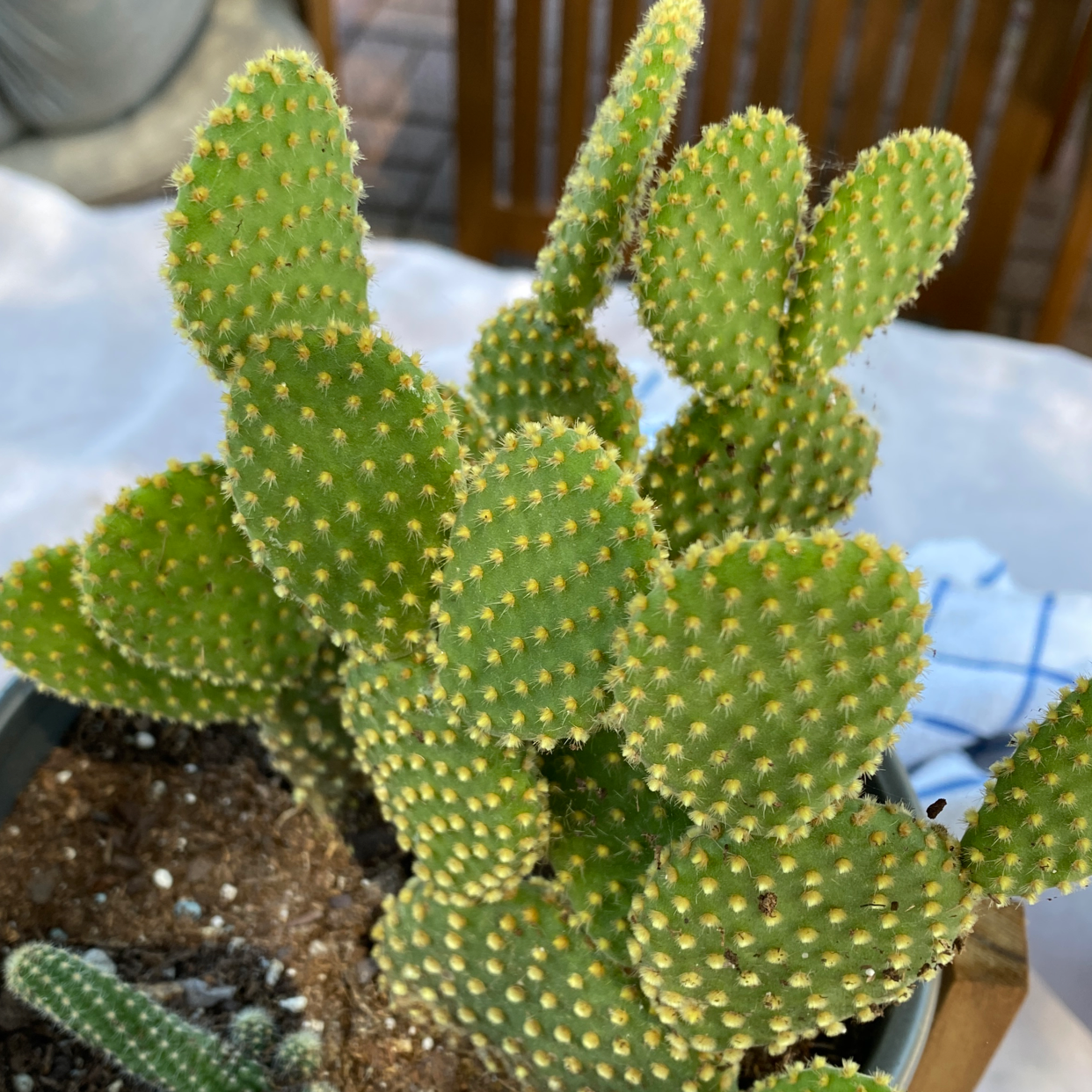 Healthy Bunny Ears Cactus (Opuntia microdasys) with visible soil, well-framed and in focus.