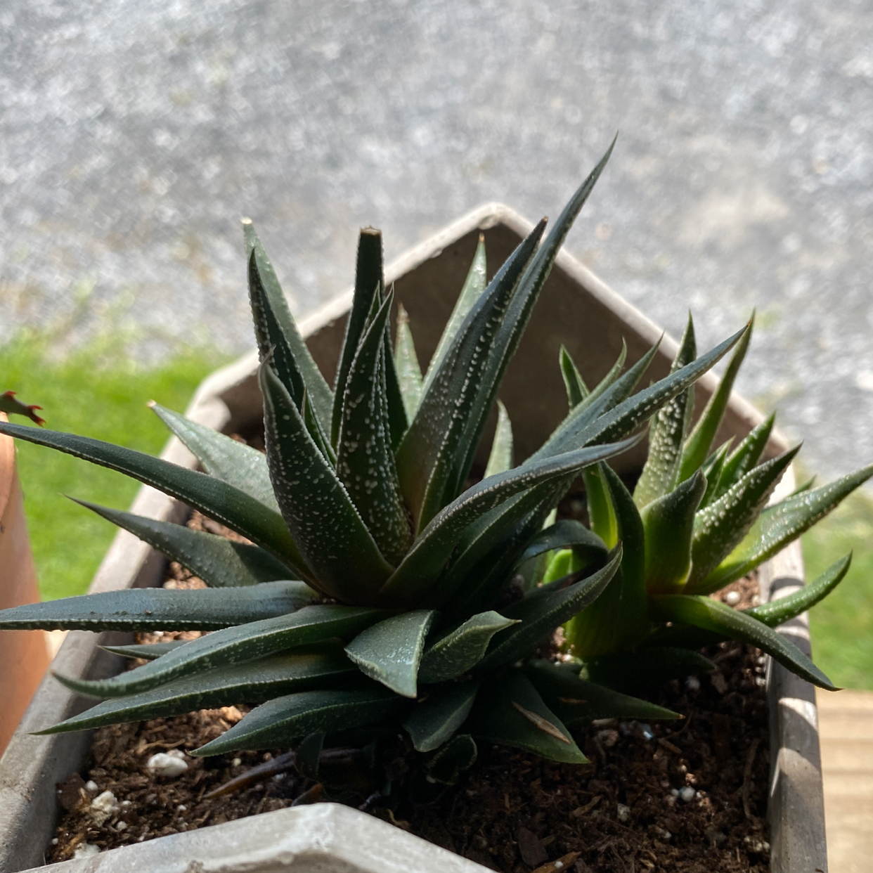Healthy Zebra Plant succulent in pot, with distinctive dark green striped leaves in rosette shape. No disease signs.