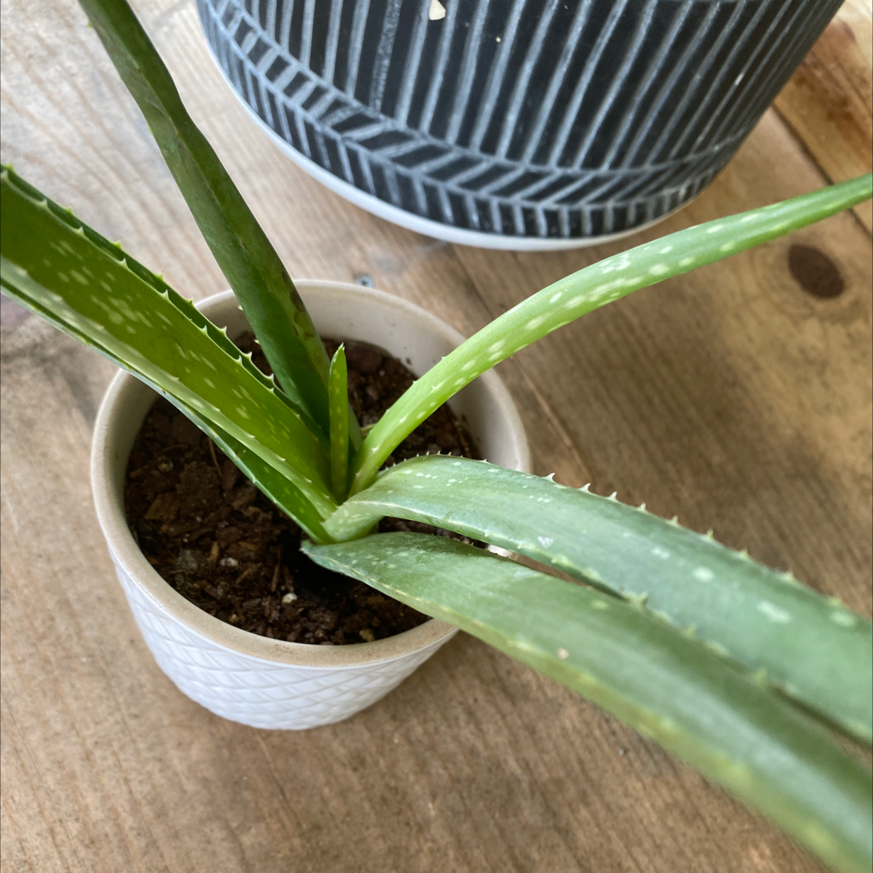 Close-up of a healthy aloe vera plant in a ceramic pot, with a hand holding up one leaf to show the underside.