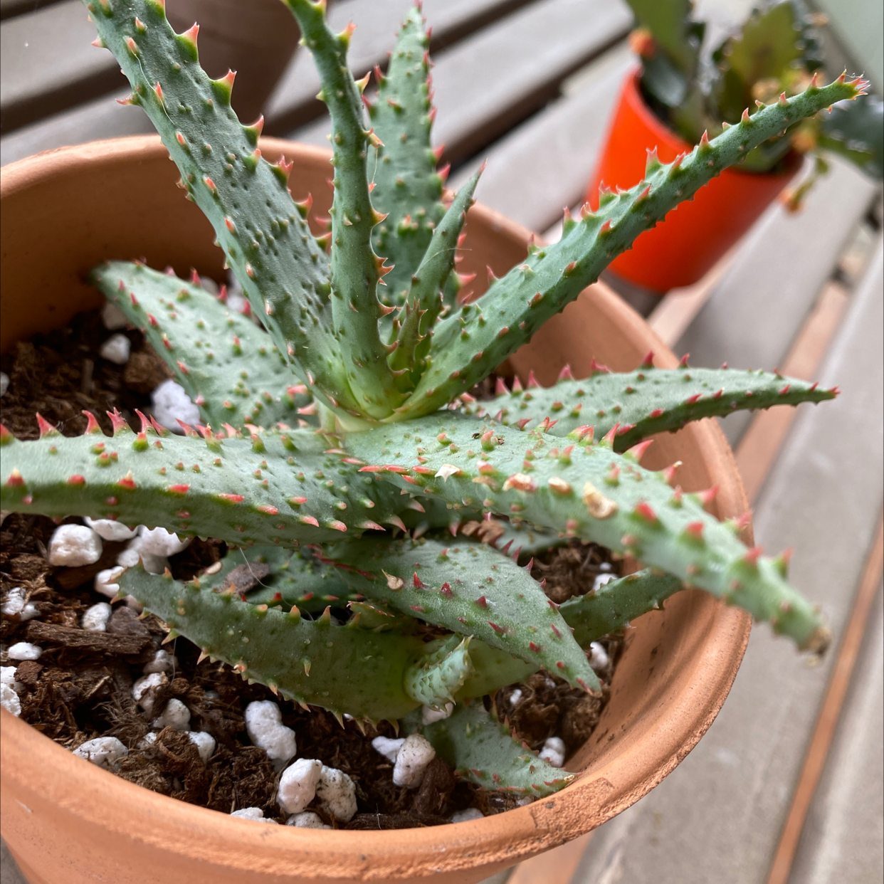 Close-up of a healthy aloe vera plant in a terra cotta pot, showing plump green leaves with white speckles and serrated edges.