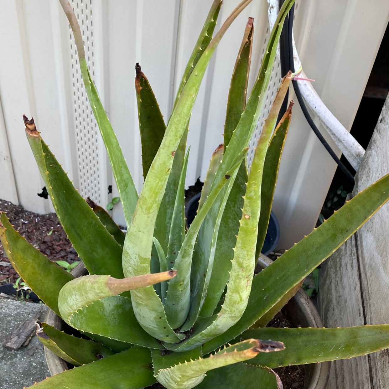 Healthy aloe vera plant with thick green leaves growing in a blue and white ceramic pot with gravel topping the soil.