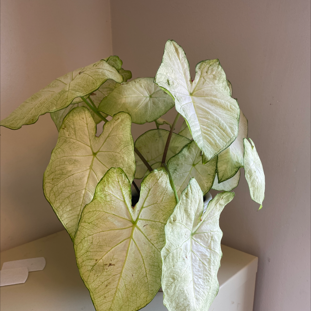 A close-up of a healthy Caladium plant with large, variegated white and green heart-shaped leaves.