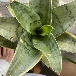 Snake Plant plant in New Orleans, Louisiana