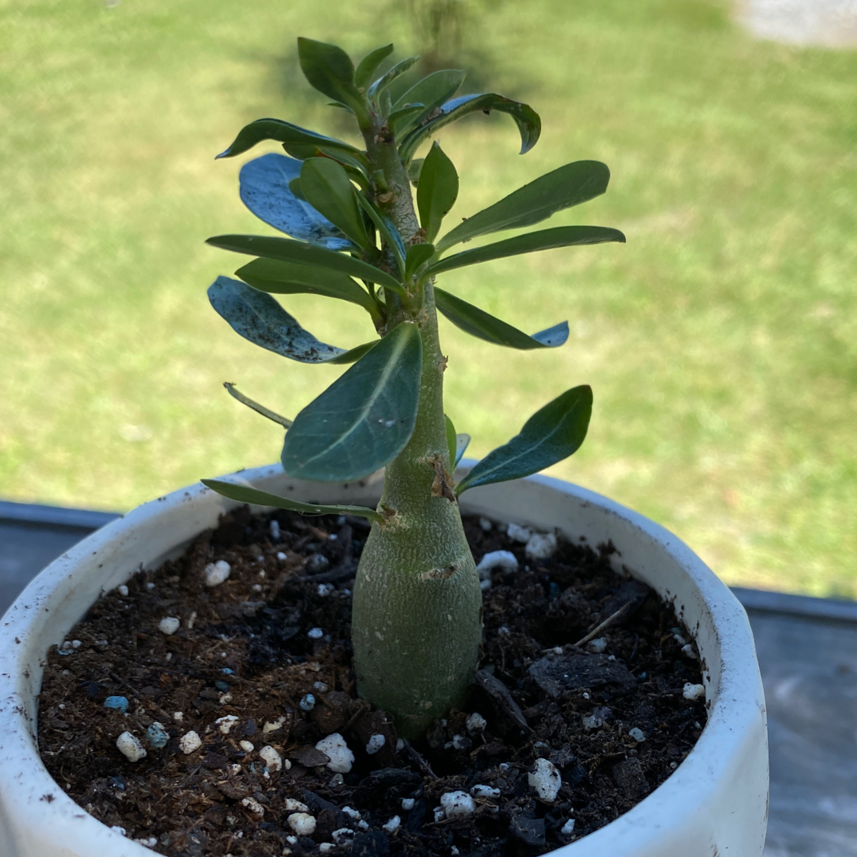 A healthy Desert Rose Plant in a white pot with visible soil.