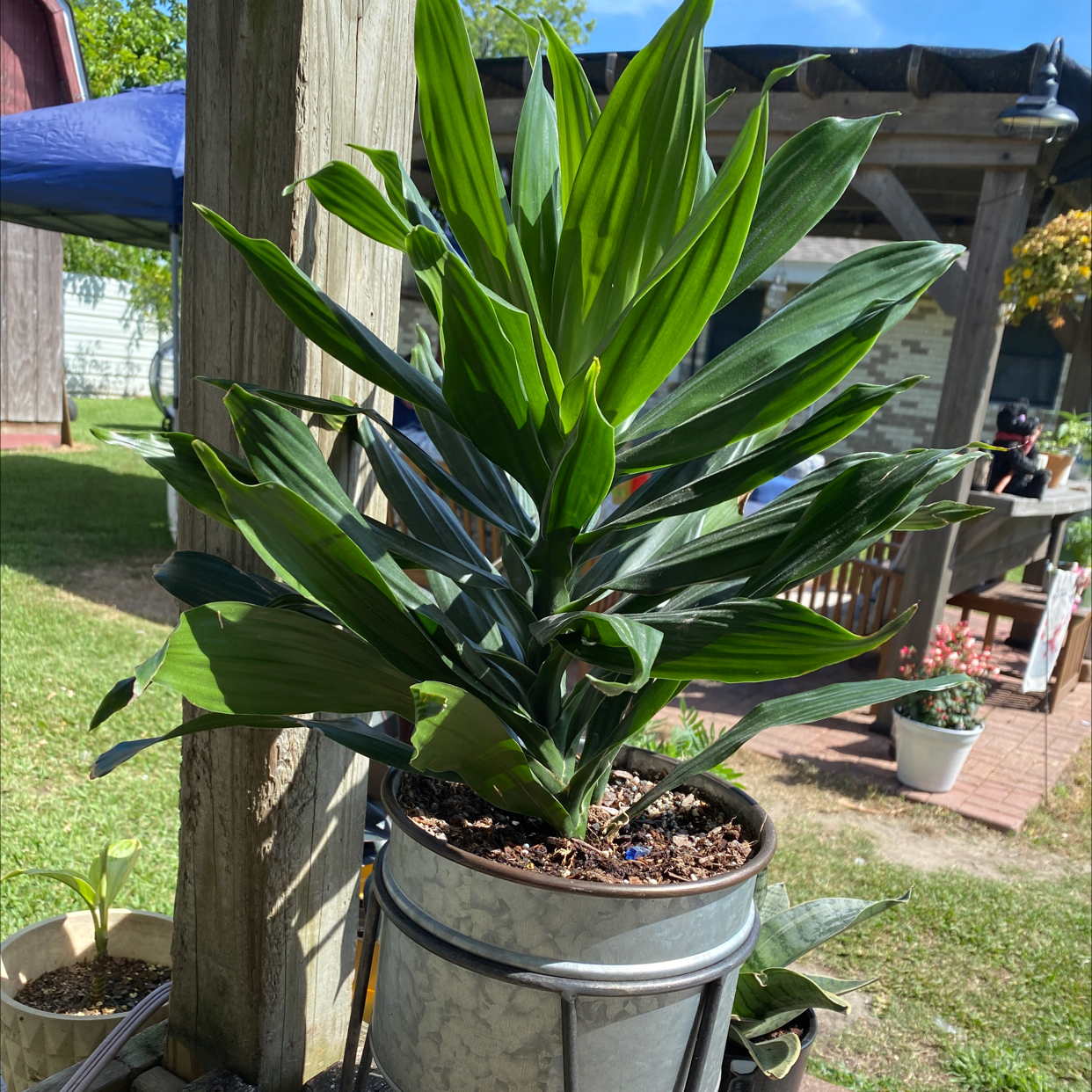 Healthy Cornstalk Dracaena plant with lush green sword-shaped leaves in a metal pot on an outdoor patio.