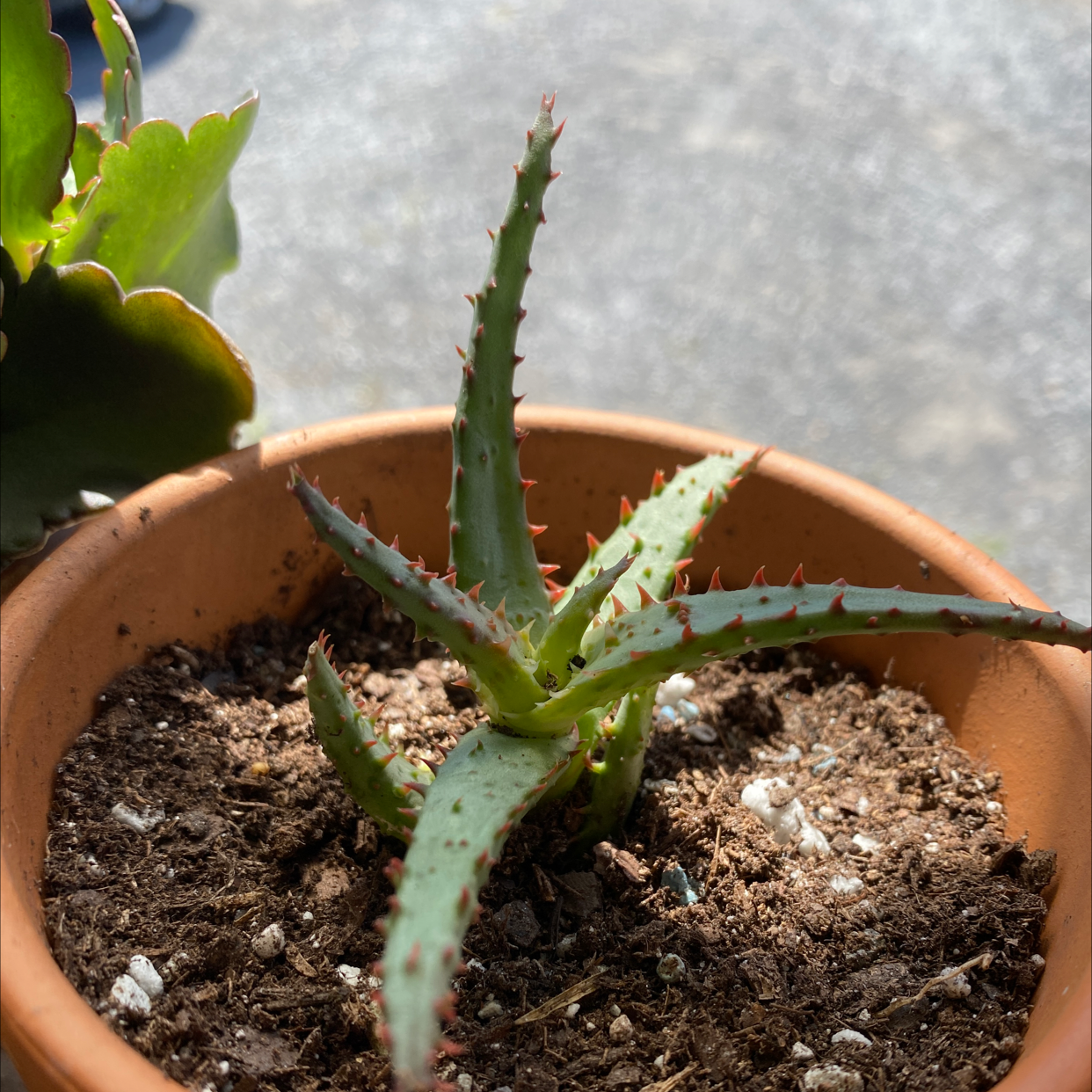 Potted Candelabra Aloe plant with green leaves and red spines in a terracotta pot.