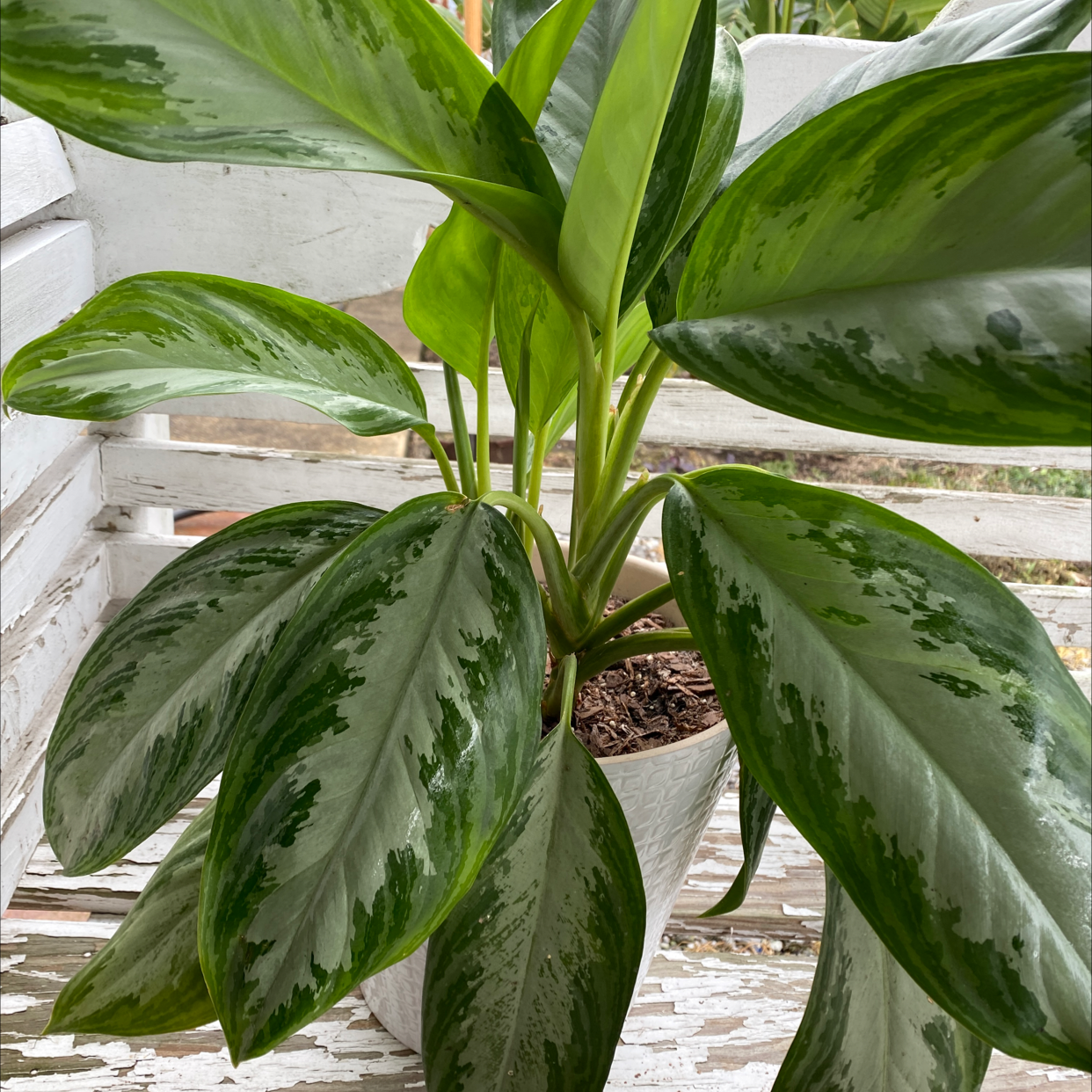 Healthy Chinese Evergreen plant with large, glossy green leaves featuring silver and gray variegation patterns.