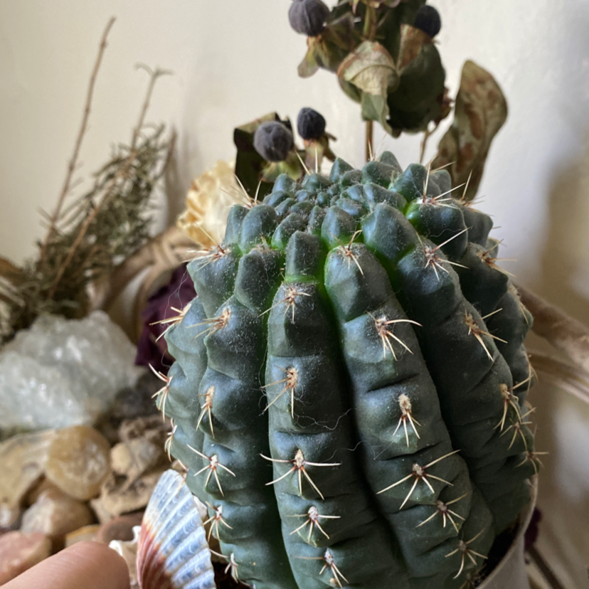 Domino Cactus with dark green ribbed body and spines, surrounded by dried plants and stones.