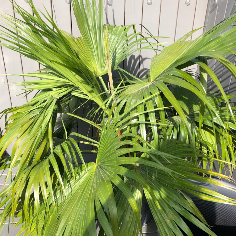Chinese Fan Palm with vibrant green leaves, well-framed and centered.
