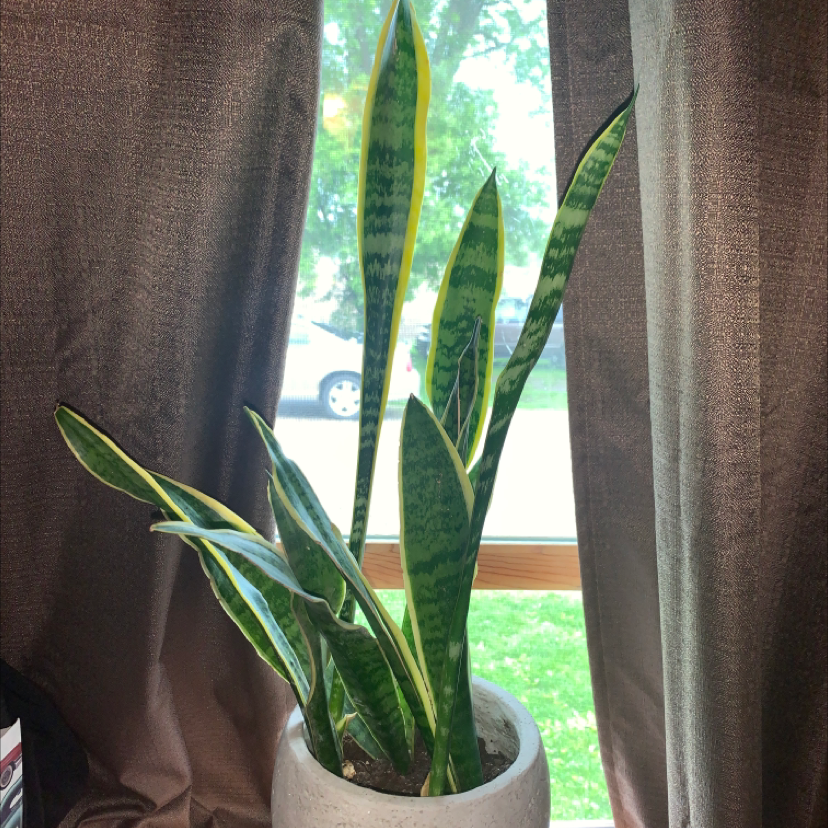 Snake Plant plant photo by @clafleur557 named Gerard on Greg, the plant care app.