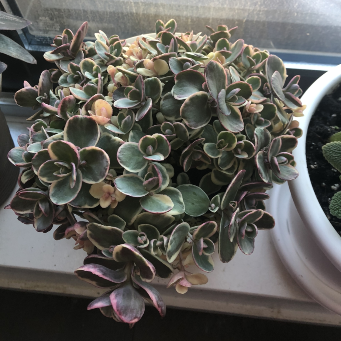 Crassula Pellucida plant photo by Angie named Pynk on Greg, the plant care app.