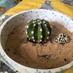 Sand Dollar Cactus plant