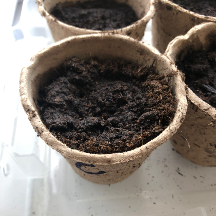 Photo of the plant species Chantenay Red Cored Carrot by @Cheddar1440 named Sahara on Greg, the plant care app