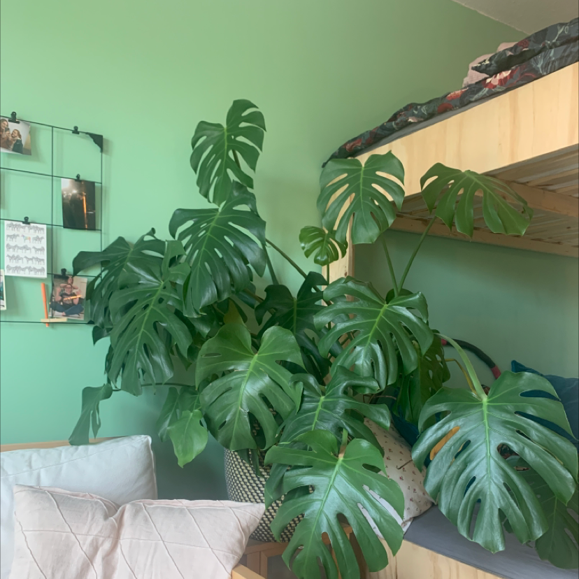 Monstera plant photo by @Anne named Alfred on Greg, the plant care app.