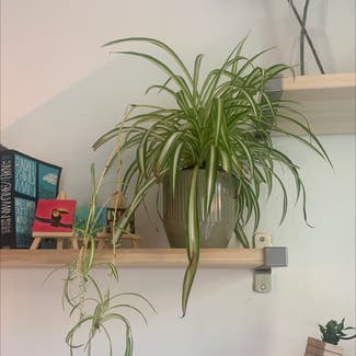 Spider Plant plant in Amsterdam, Noord-Holland