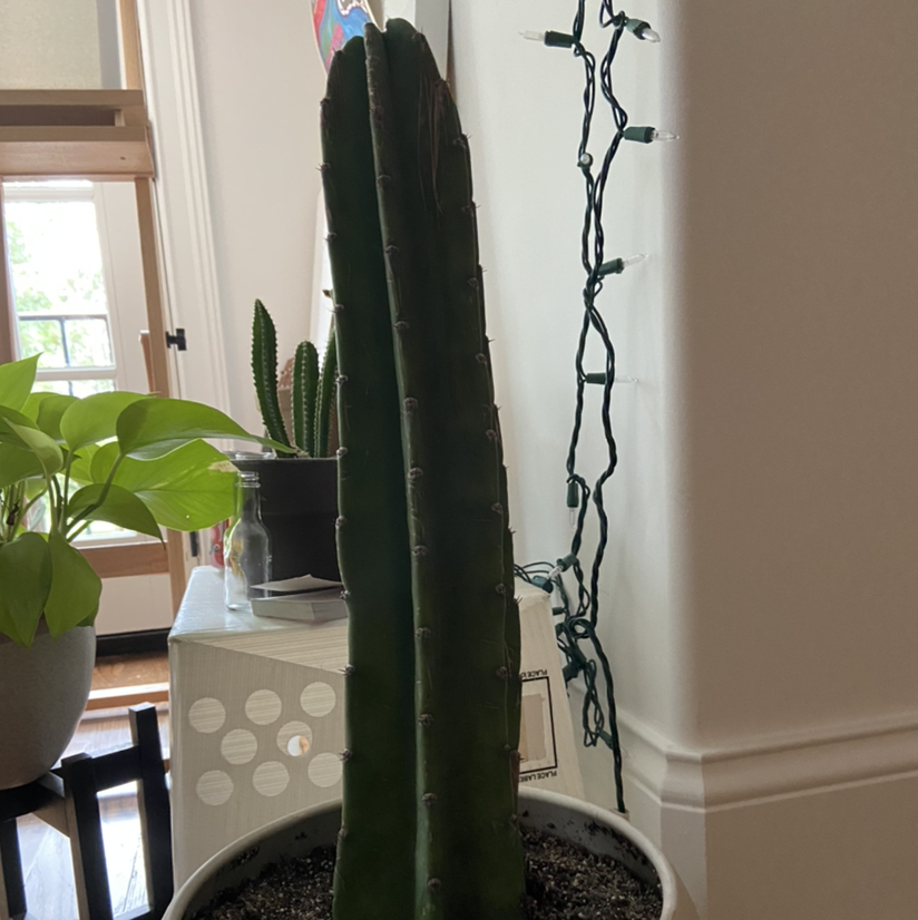 Hedge Cactus in a pot with other plants and household items in the background.