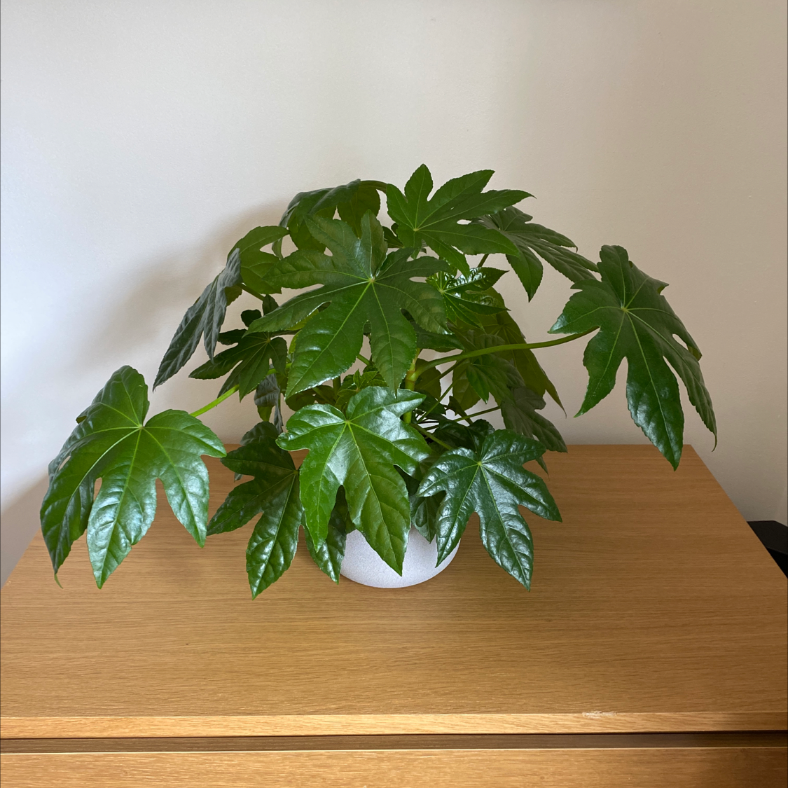 Photo of the plant species Fatsia Plant by @Igniseus named Fatsia on Greg, the plant care app