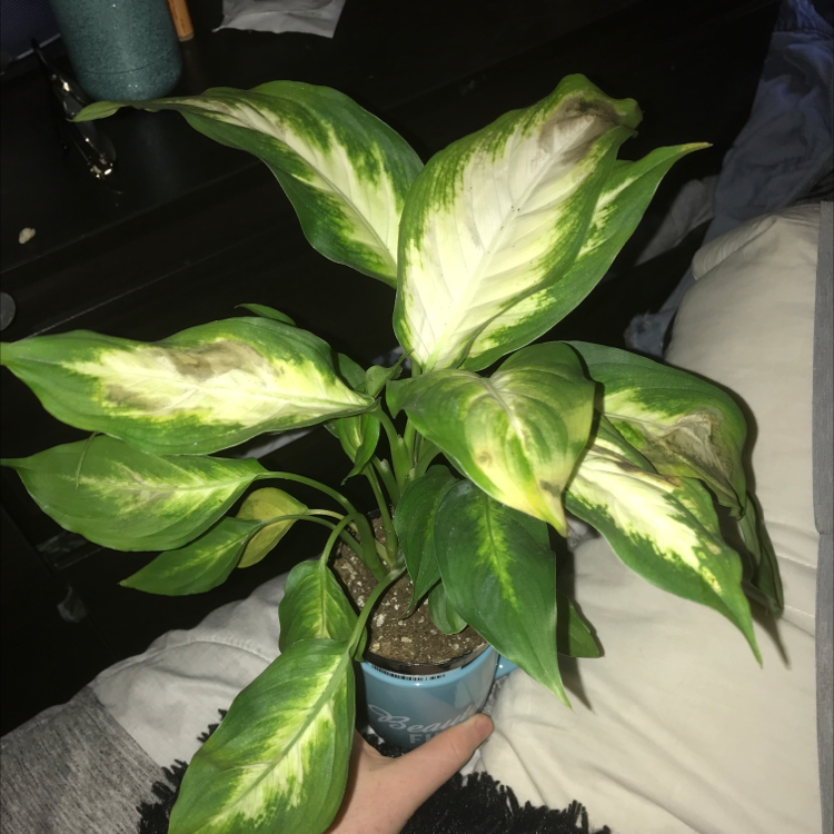 Dieffenbachia plant photo by @Maddie890 named Juno on Greg, the plant care app.