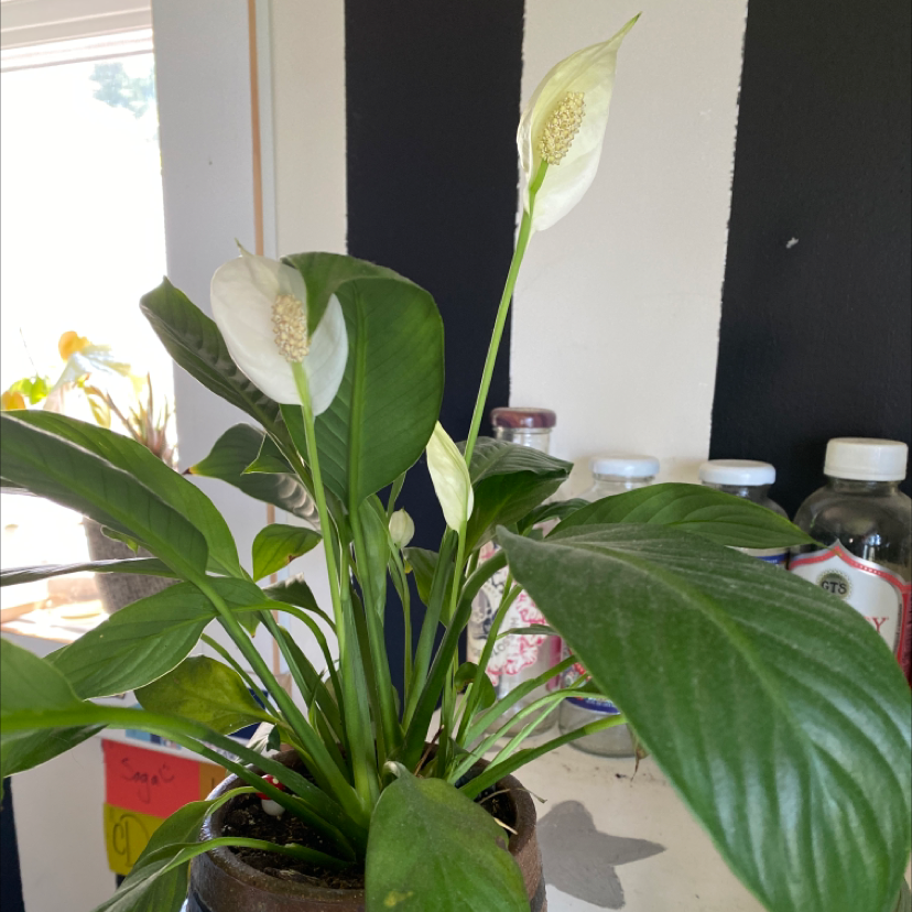 Peace Lily plant photo by @paigebrew named lilly on Greg, the plant care app.