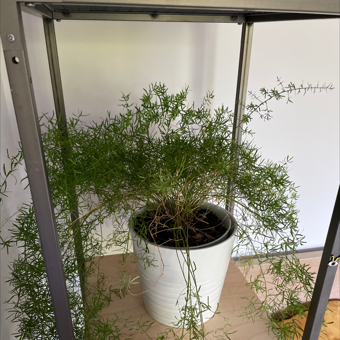 Photo of the plant species Plume Asparagus by @jiiiimmmmyyyy named Your plant on Greg, the plant care app