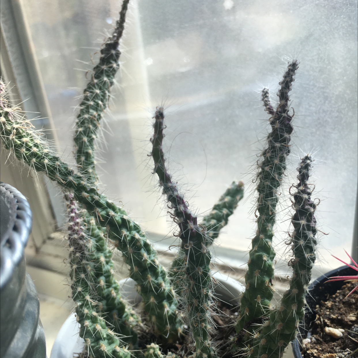 Photo of the plant species Cane Cholla by @Raknee52 named Petri on Greg, the plant care app