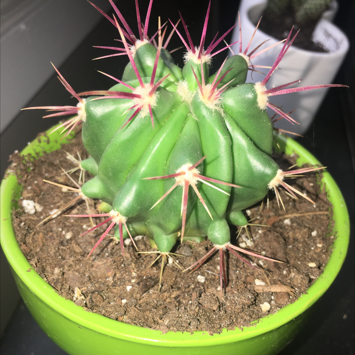 Photo of the plant species Devil's Tongue Barrel Cactus by @Raknee52 named Remington on Greg, the plant care app