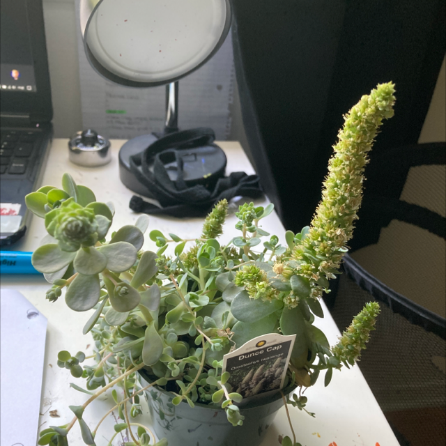 Photo of the plant species Dunce Cap by @Loou named Xena on Greg, the plant care app