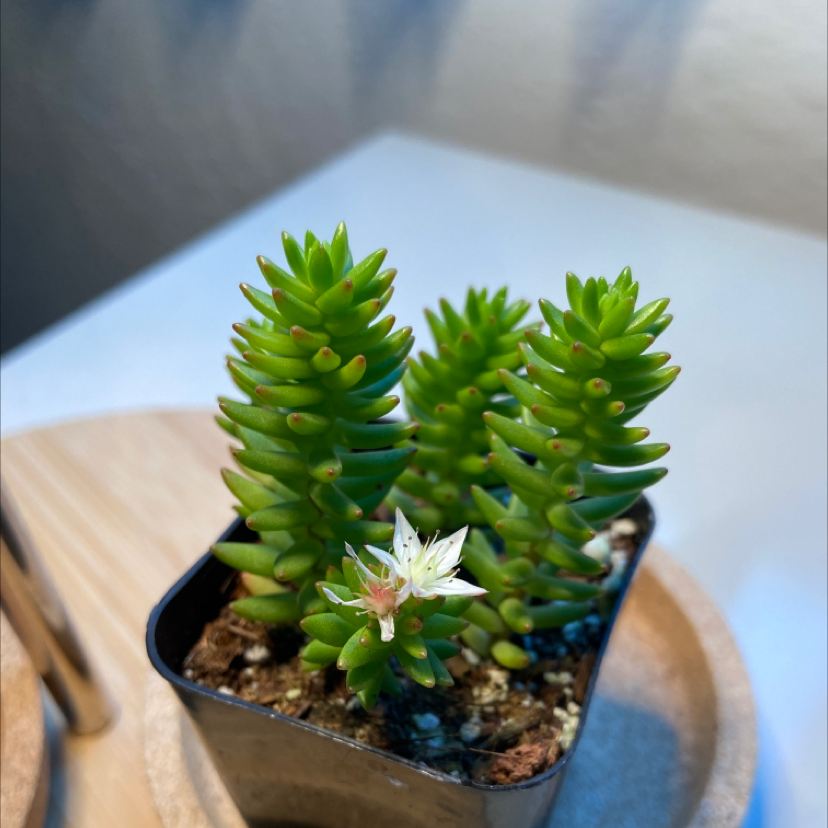 Pale Stonecrop succulent in a pot with a small white flower, healthy green leaves, and visible soil.