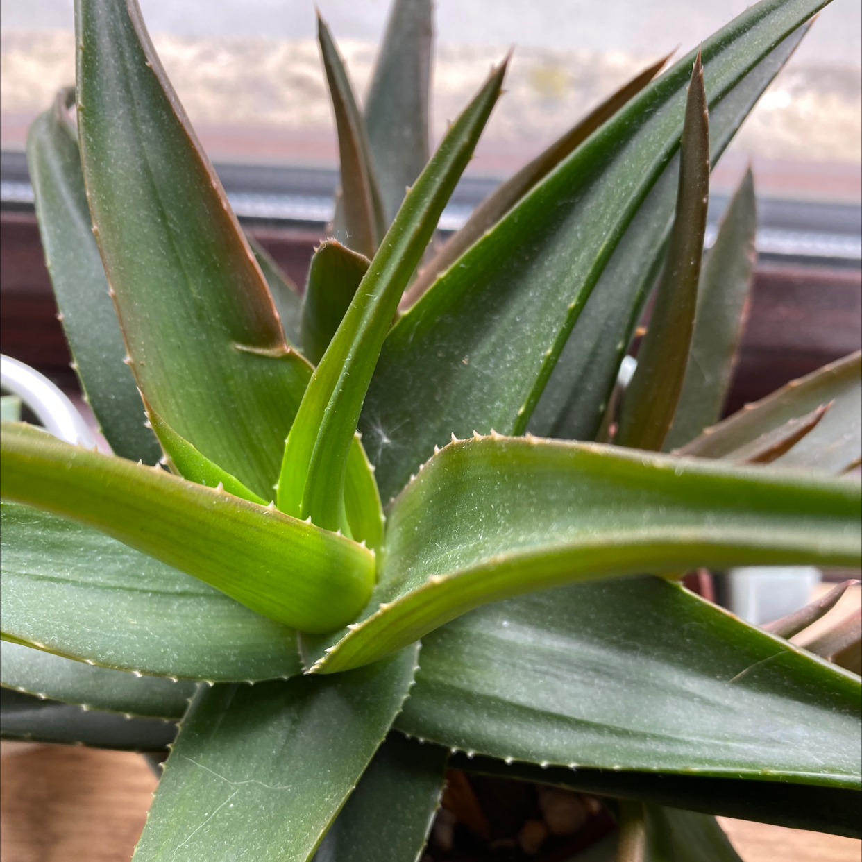 Aloe vera plant photo by @Witchonachos named DJ Roy on Greg, the plant care app.
