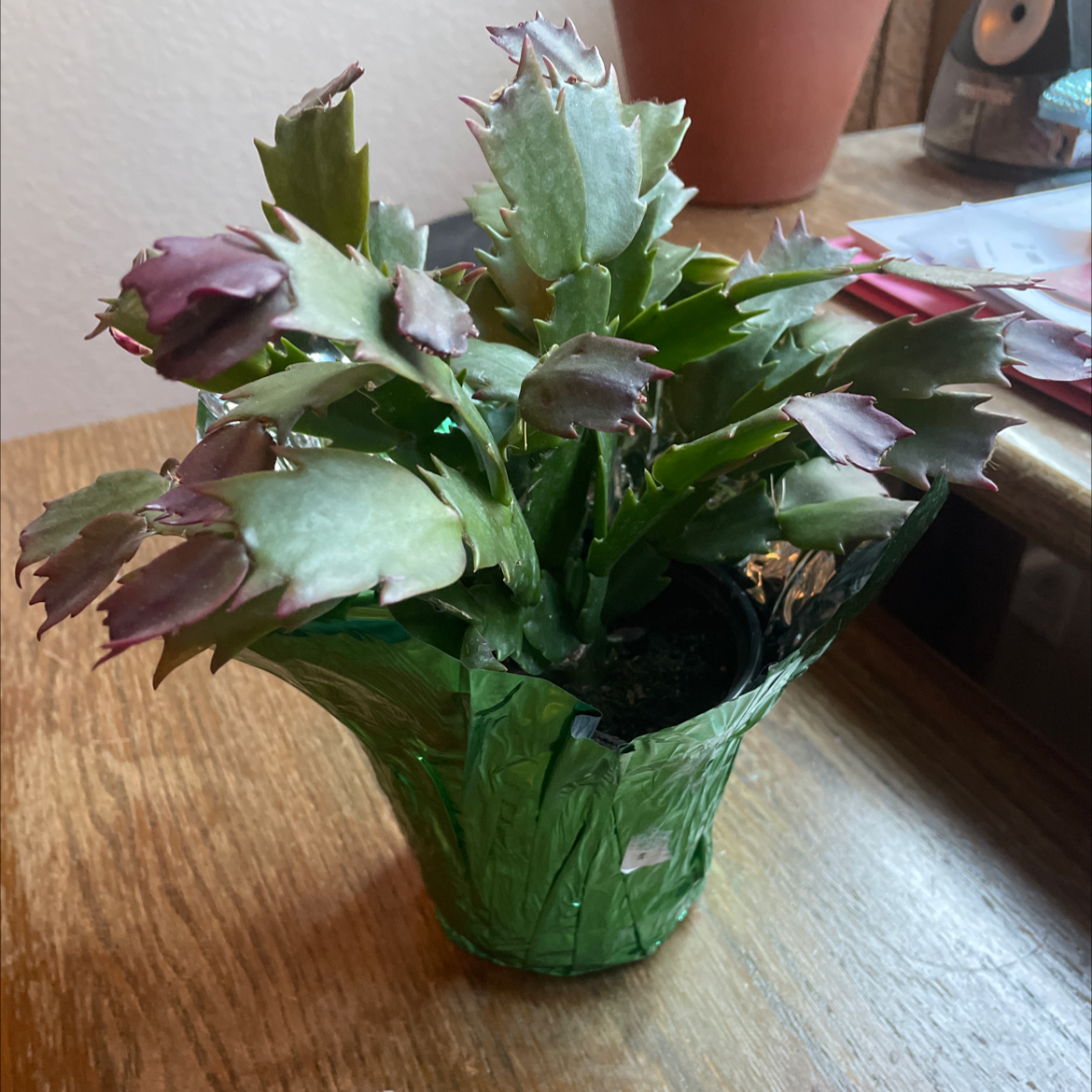 False Christmas Cactus plant photo by @QueenLaureen named Christmas Cactus on Greg, the plant care app.