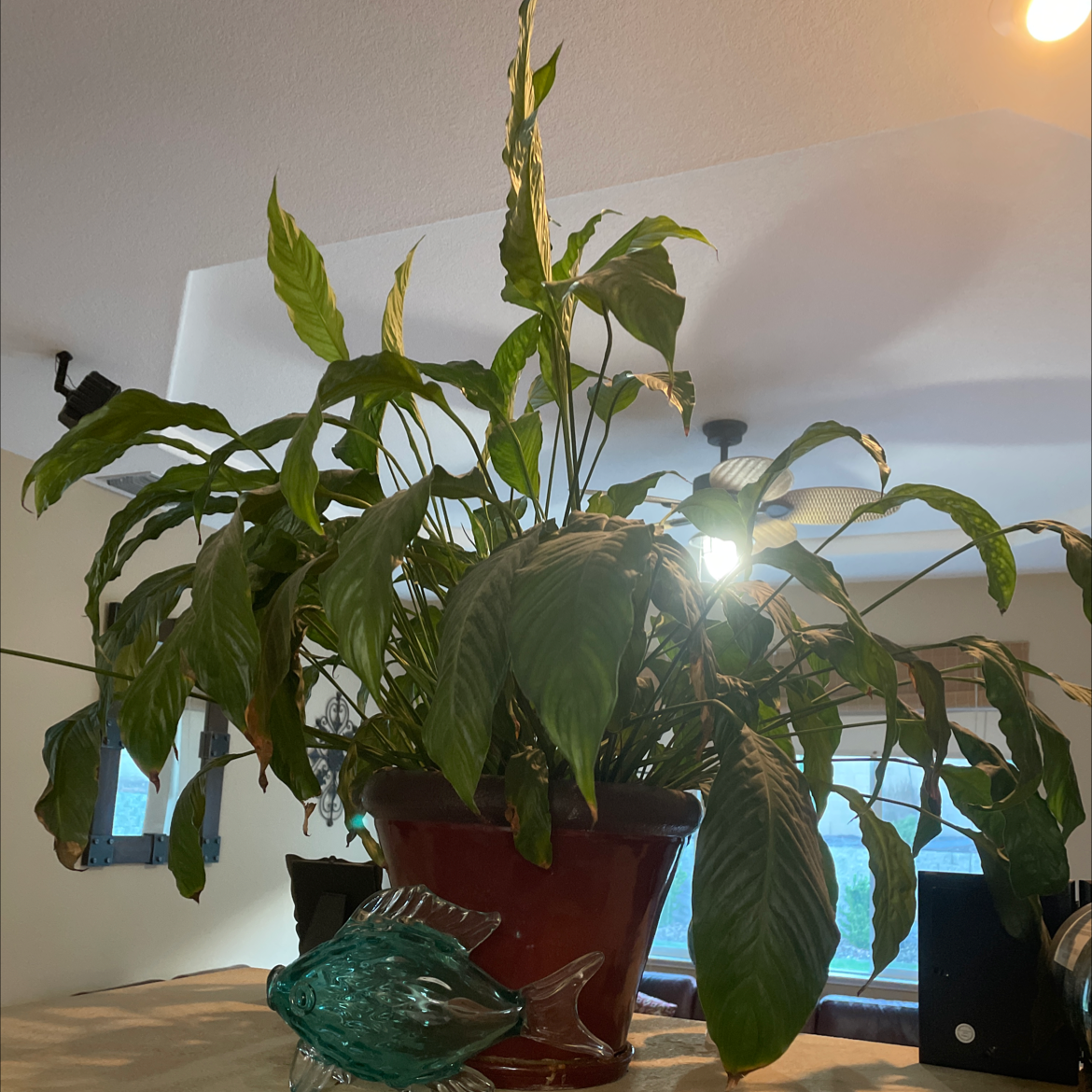 Peace Lily plant photo by @QueenLaureen named Mama on Greg, the plant care app.