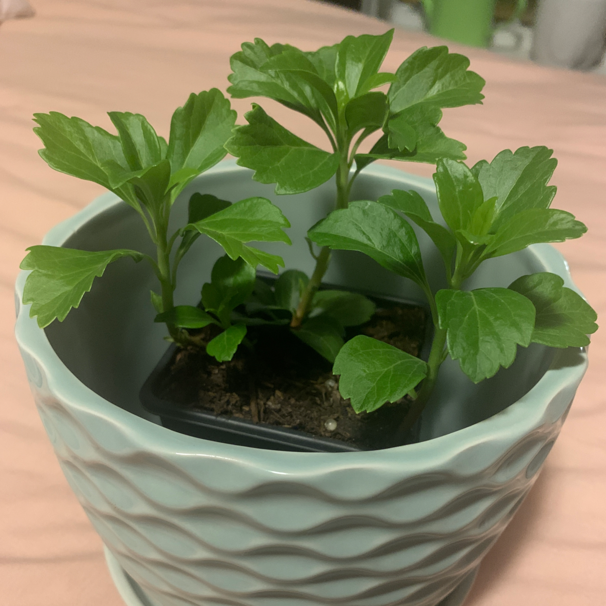 Healthy Japanese Spurge plant in a decorative pot with vibrant green leaves.