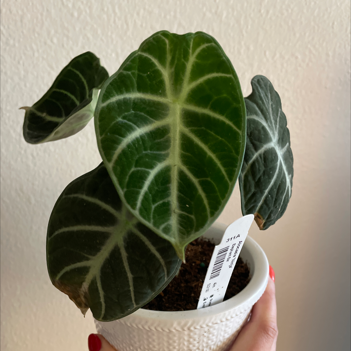 Healthy Alocasia Ninja plant with dark green leaves and white veins in a white pot.