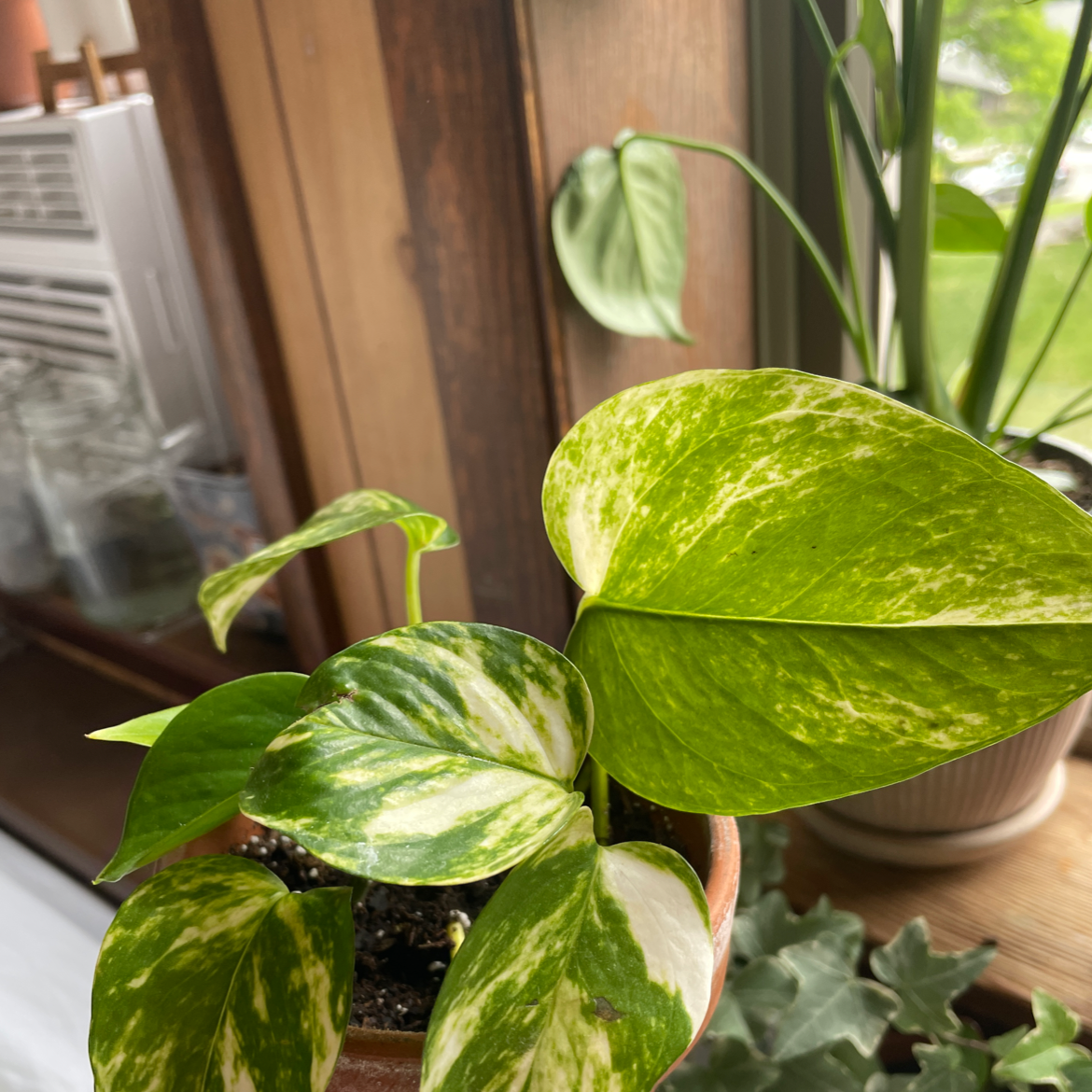 Taro Vine plant photo by Stella named Sir Plancelot on Greg, the plant care app.