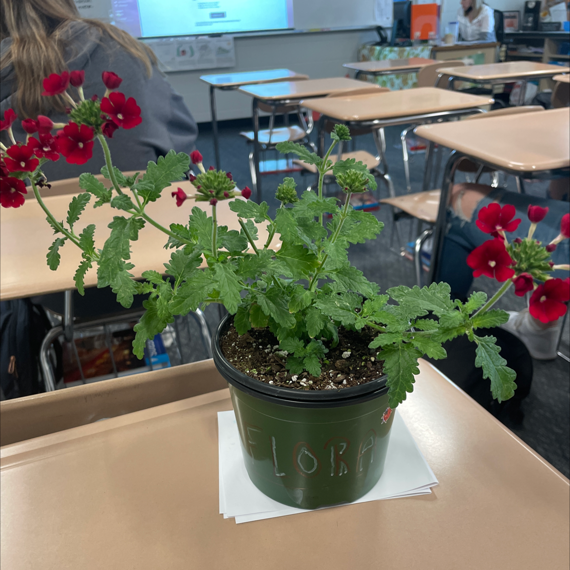Sweet Scented Geranium in a classroom setting with red flowers and green leaves.