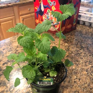 Balm Mint plant photo by Nieve named Your plant on Greg, the plant care app.