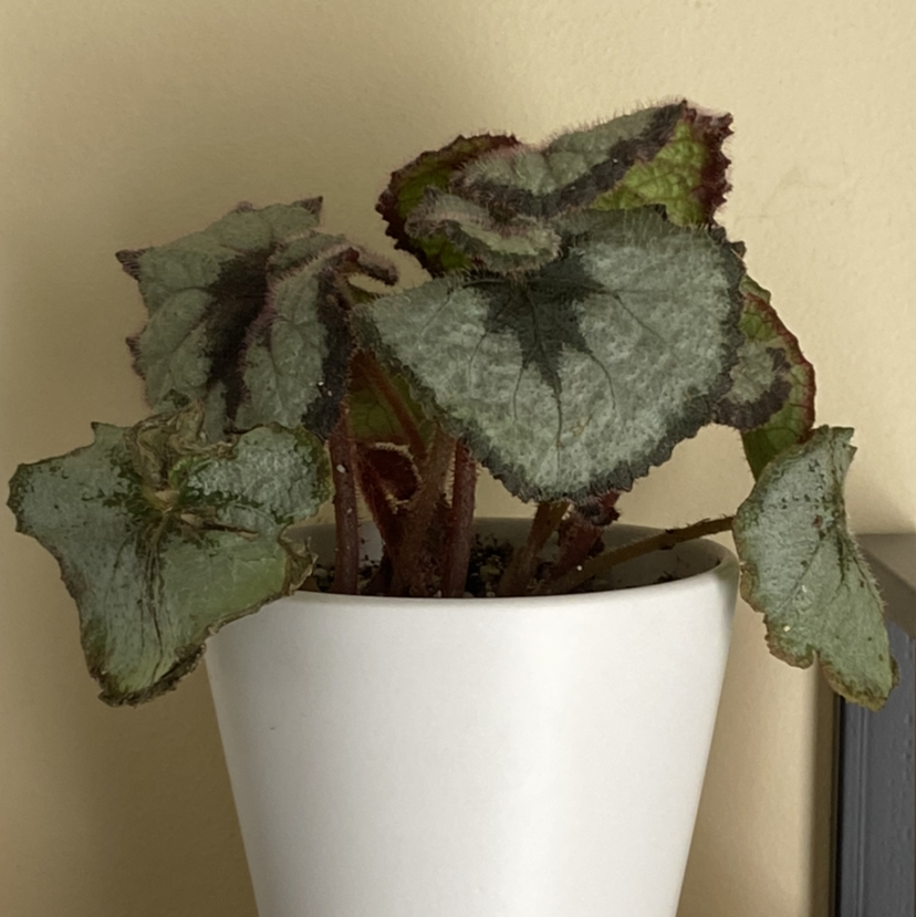 Rex Begonia 'Escargot' plant in a white pot with some browning leaves.