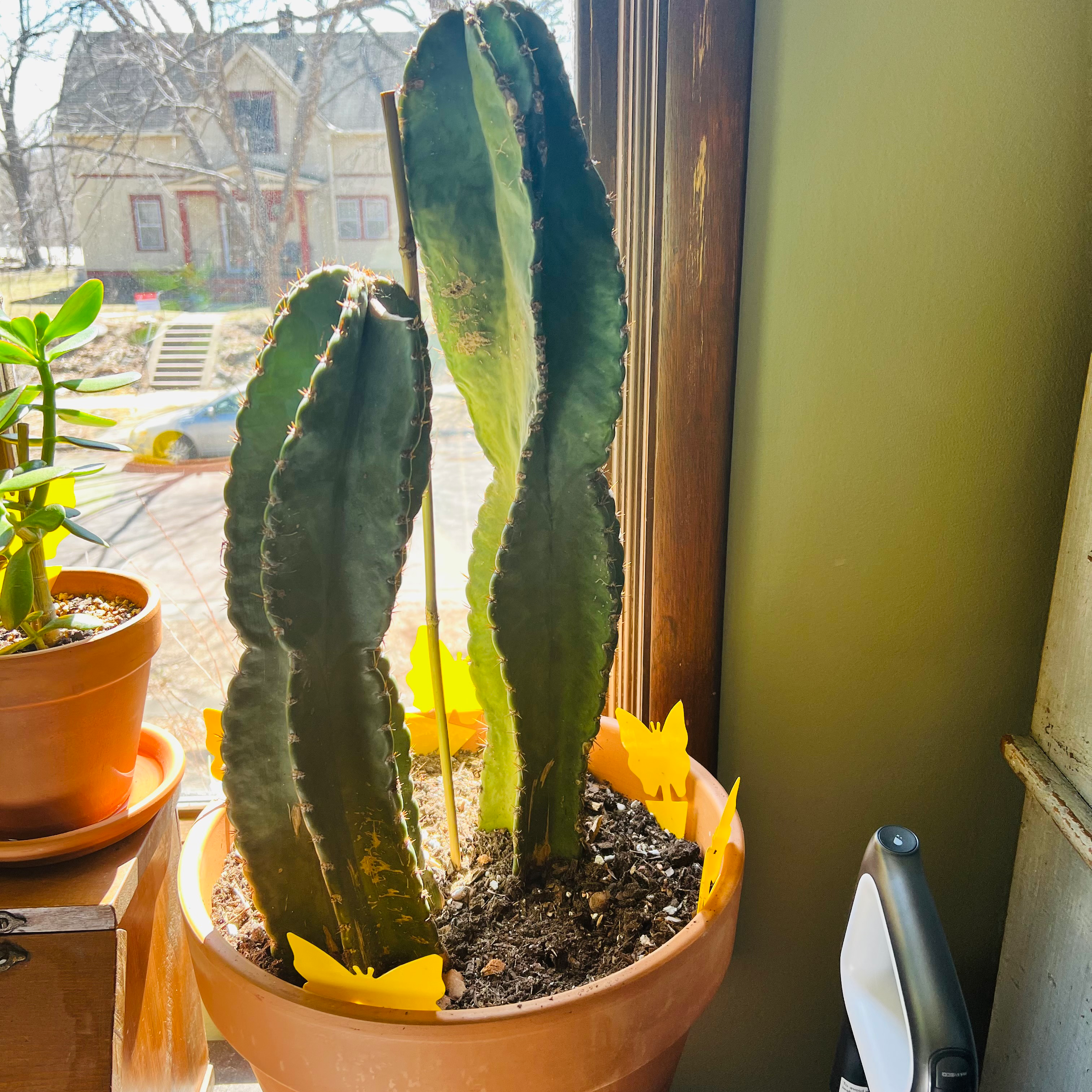 Hedge Cactus in a pot near a window, with visible soil and no signs of distress.