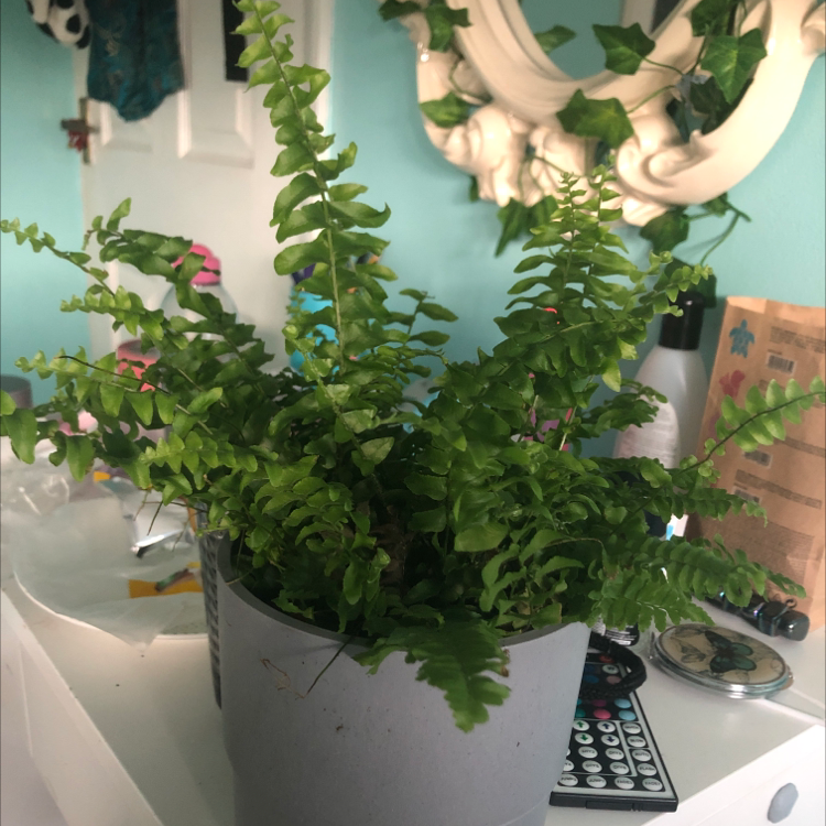 Boston Fern plant photo by Izzy named harold on Greg, the plant care app.