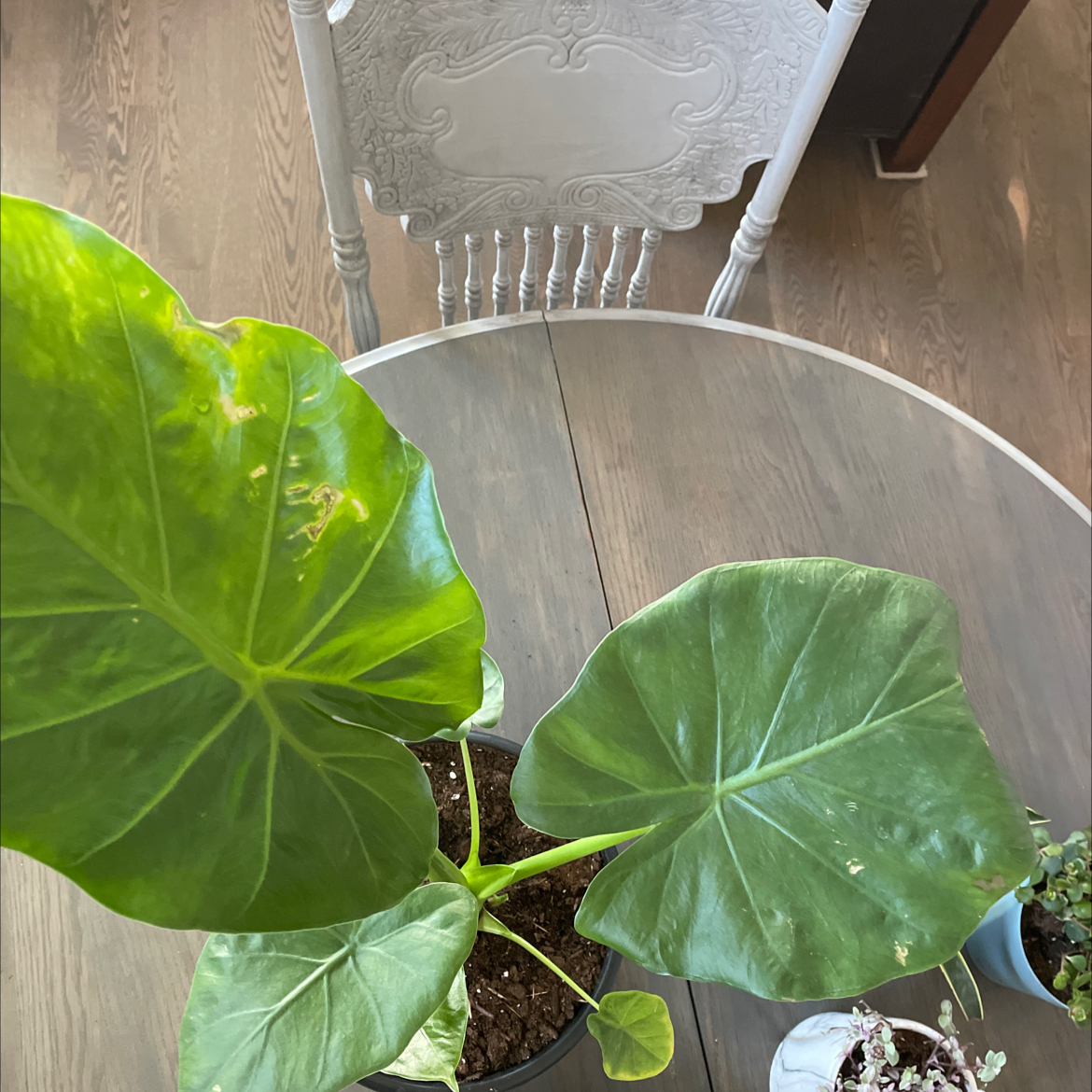 Alocasia 'Portora' plant with large green leaves in a pot on a table.