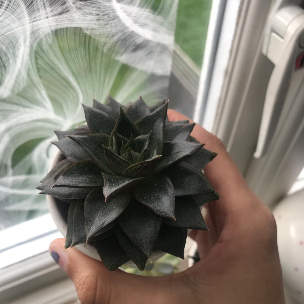 Echeveria purpusiorum succulent held by a hand near a window.